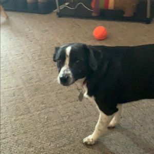 Meet your Posher, Josh